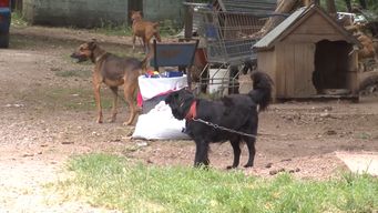 reclaman que las mascotas no sean inmuebles y protegerlos con una ley
