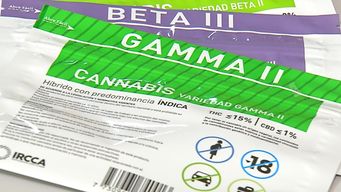 venta de marihuana en farmacias alcanzo record en 2023: se vendieron 3.258 kilos