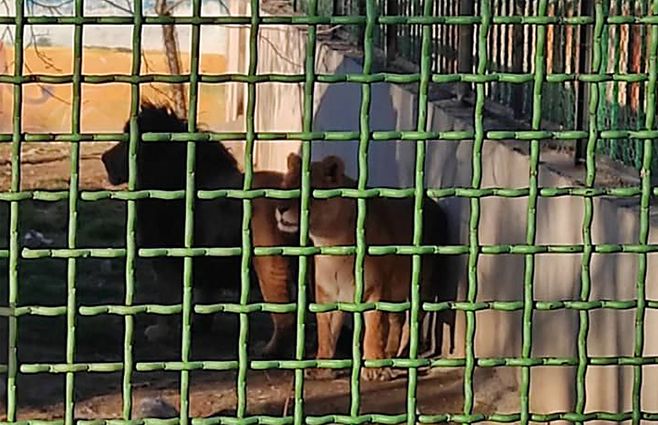 Pareja de leones en el zoológico de Irán. (AFP).