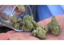 Gobierno estima que venta de marihuana en farmacias comenzará el 19 de julio