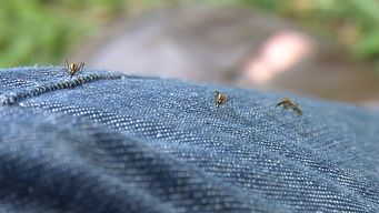 invasion de mosquitos: especialista explico cuanto durara el fenomeno y la posibilidad que se repita