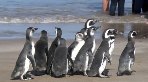 Pingüinos en etapa de migración llegan a las costas debilitados: ¿qué hacer y qué no para ayudarlos?