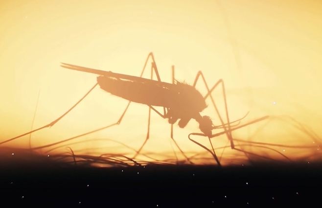 MOSQUITOS---UDELAR--.jpg