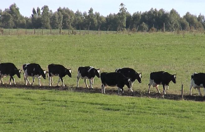 tambos-uruguay-campo.jpg