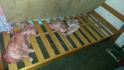 robaron 7 lechones, los faenaron y escondieron debajo de los colchones