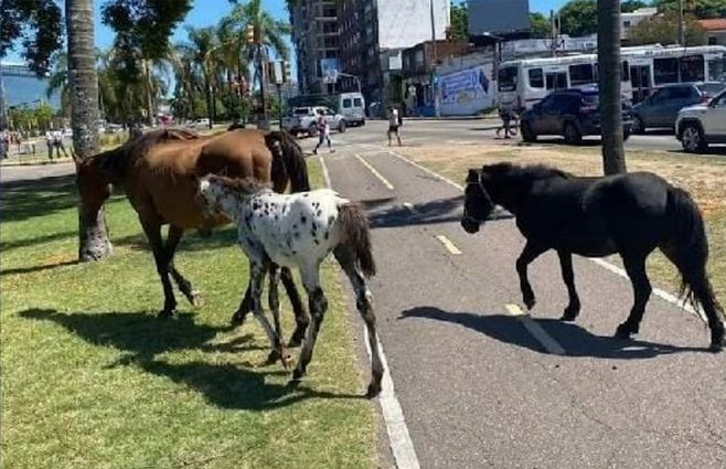 caballos-avenida-italia-redes-sociales.jpg