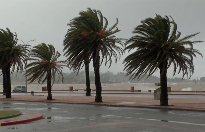 palmeras-viento-rambla