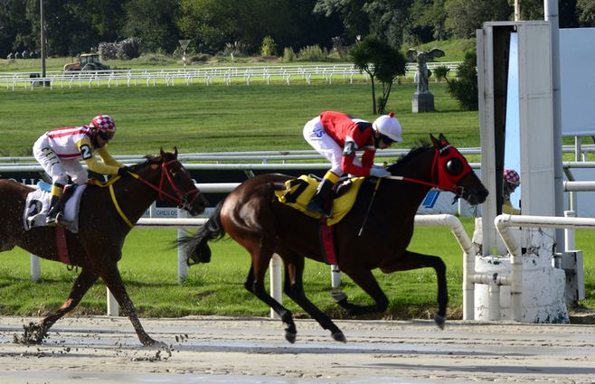 Don Pata TURF (1).jpg