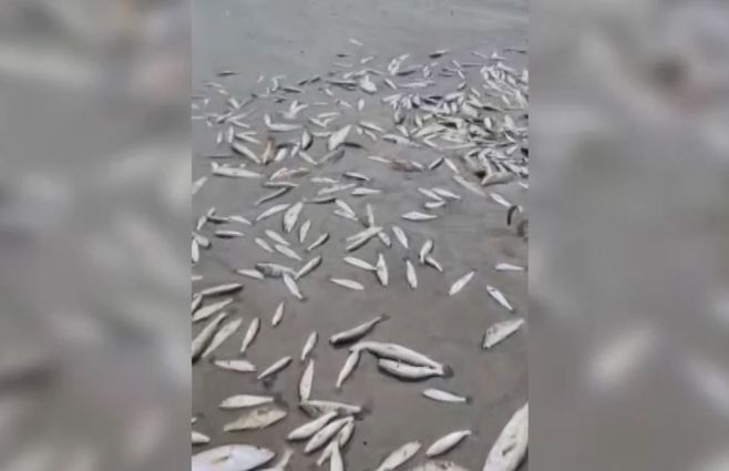 Captura de video