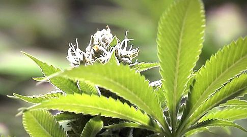 En 2025 se vendieron 4 toneladas de cannabis en farmacias, una más que el año anterior