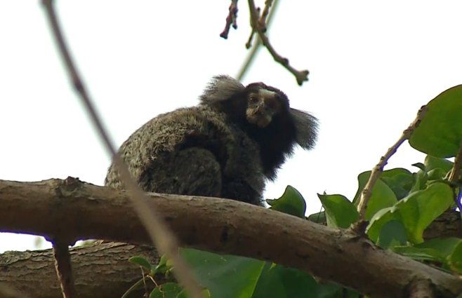 Foto: Subrayado. El mono está en el barrio Mercado Modelo, desde este domingo.