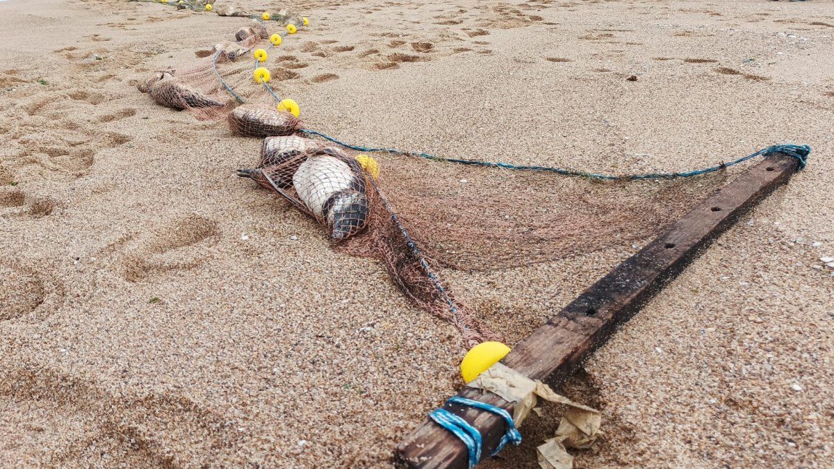 Hallan M S De Ping Inos Muertos Atrapados En Una Red En Playa De