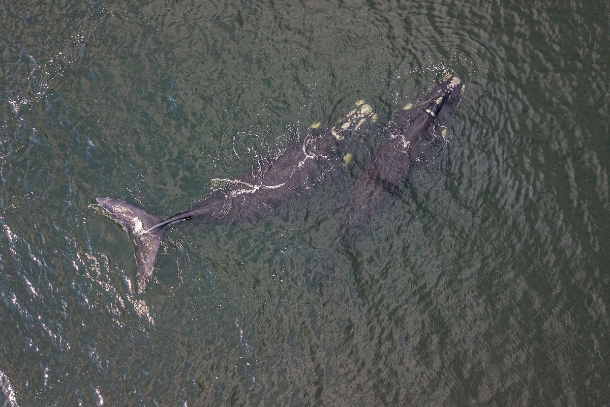 Punta del Este,Uruguay, 06/08/2023Sociedad. Una pareja de ballenas francas se pudieron ver a 550 metros de la costa en la playa mansa. Foto: Gastón Britos / FocoUy