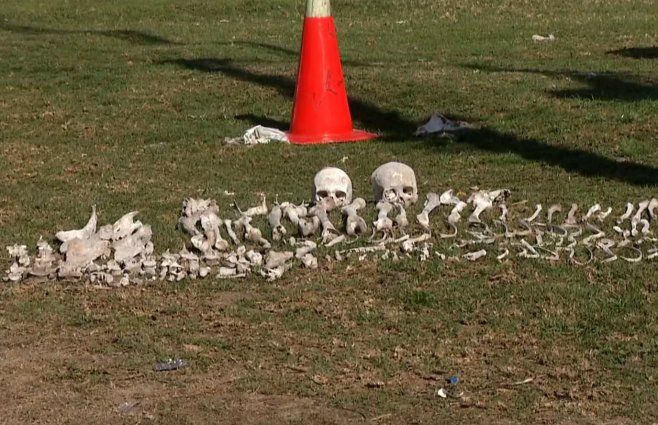 Foto: Subrayado. Huesos y cráneos hallados este viernes.