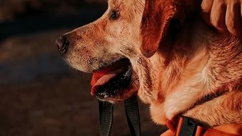 las canas sera el primer balneario en uruguay que tendra perros de rescate