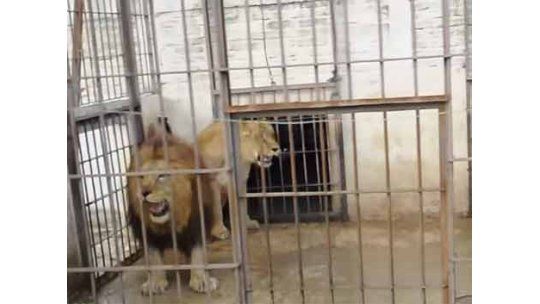 Leones de Paysandú