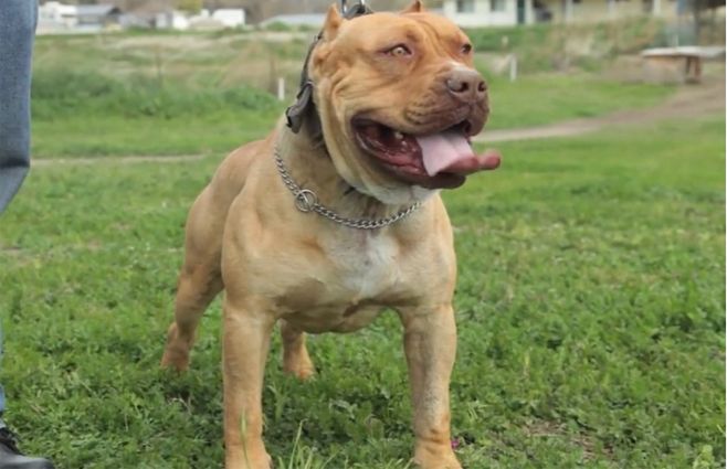 pitbull-perro-tenencia.jpg