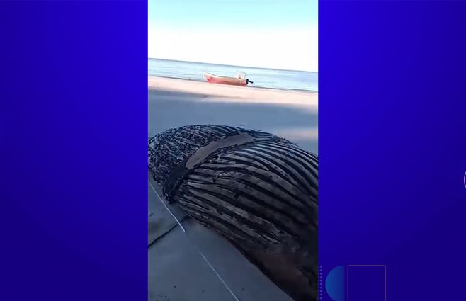 ballena-varada-boca-de-mauricio