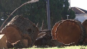 picudo negro en paysandu: investigan ante la preocupacion por extrano comportamiento en palmeras