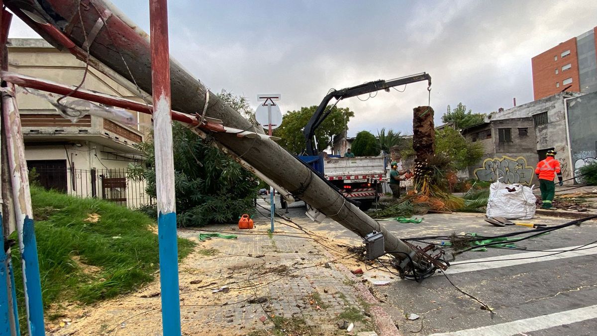 Una palmera cayó por el viento y tiró abajo una columna del tendido eléctrico, en Agraciada y Valentín Gómez