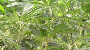 mercado de cannabis: se sumaran cuatro empresas y la produccion se duplicara a 12 toneladas anuales