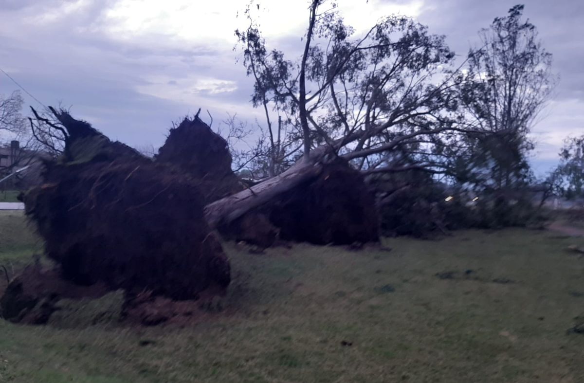 árbol-caído-Paysandú-temporal-julio-11.jpg