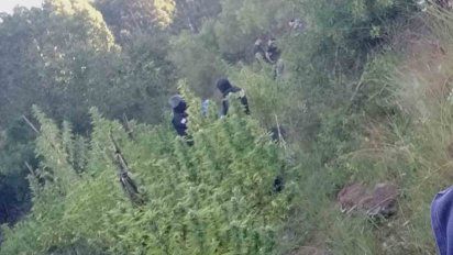 desmantelan laboratorio de marihuana en pleno monte de rivera