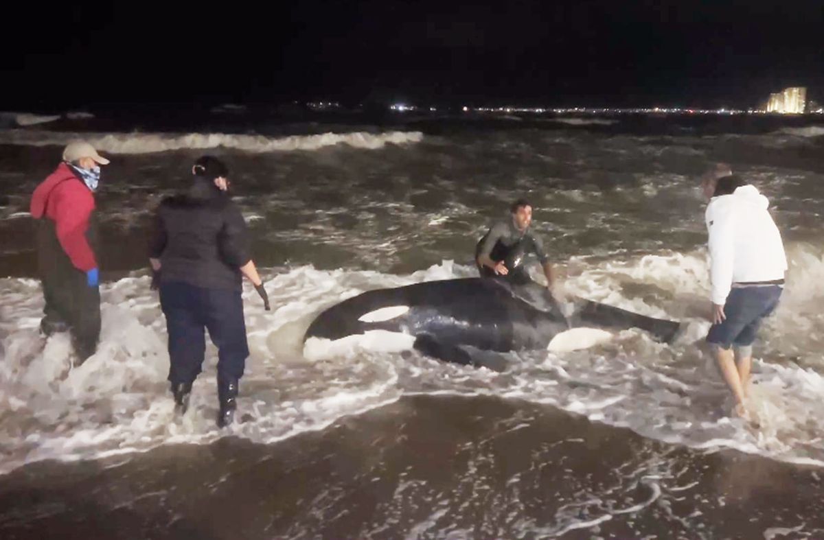 Una cría de orca varada en Punta del Este movilizó a rescatistas, guardavidas y Prefectura