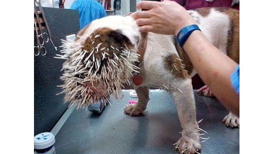 Así quedó un perro bulldog después de pelear con un puercoespín