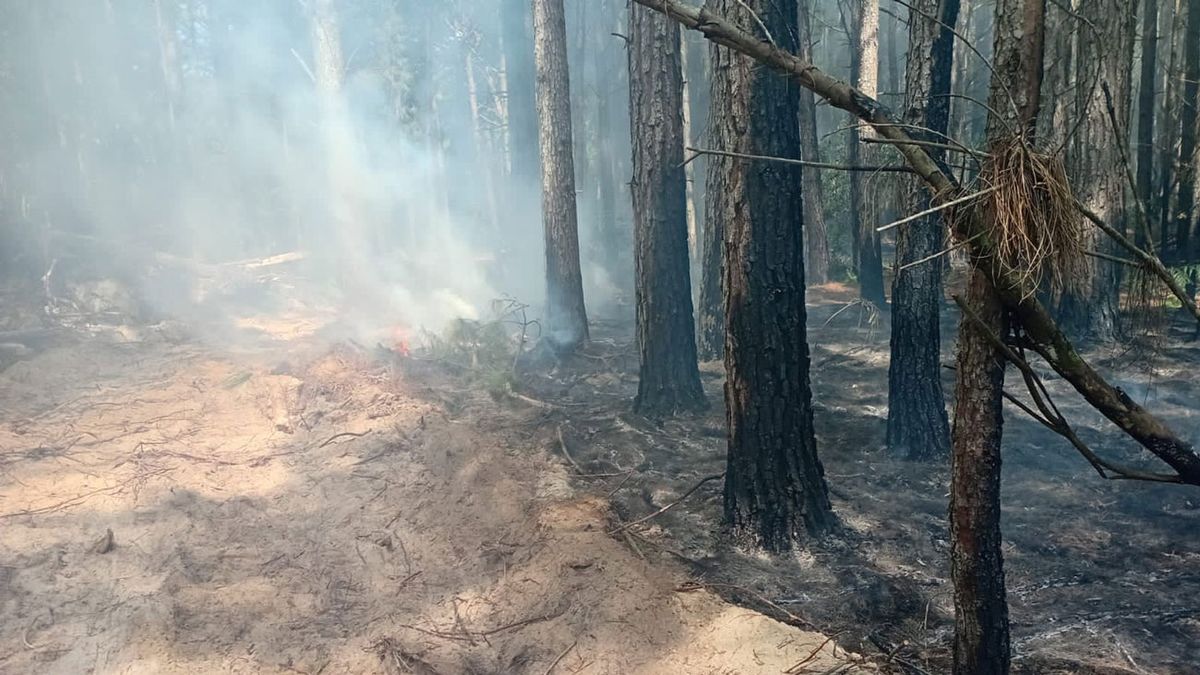 Incendio forestal en Rocha está controlado, pero los bomberos siguen en la zona para su extinción definitiva