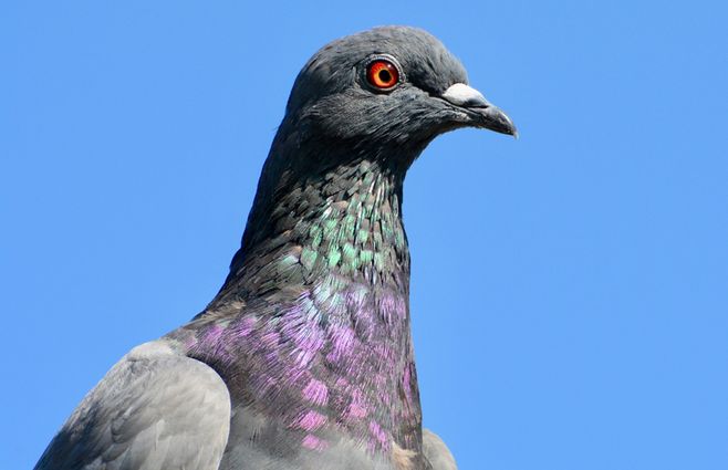 palomas-foto-mgap.jpg