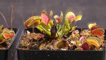 emprendimiento uruguayo cultiva y vende mas de 20 especies de plantas carnivoras