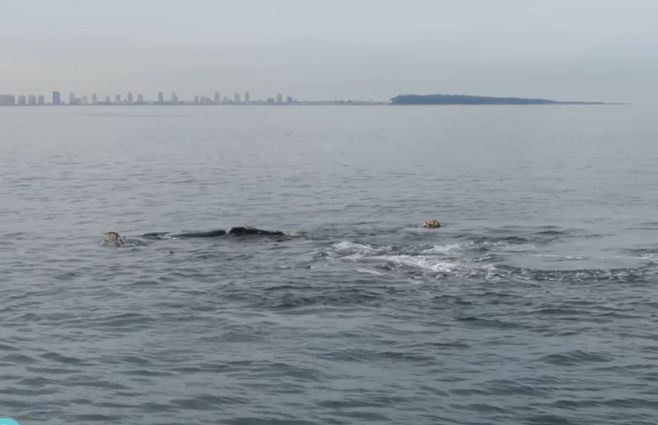 avistamiento-de-ballenas-en-punta-del-este.jpg