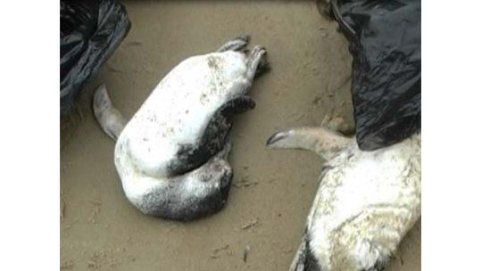 Investigan la muerte de pingüinos en costas de Maldonado y Rocha