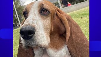 lo filmaron maltratando a su perra, el video se viralizo en redes, intervino el inba y se la sacaron