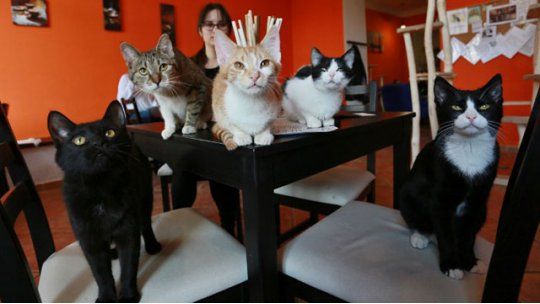 gatos restaurante