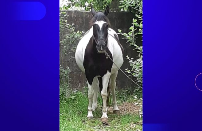 caballos-robos-monetvideo