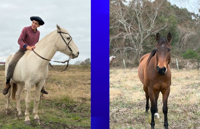 caballos-canelones-abigeato
