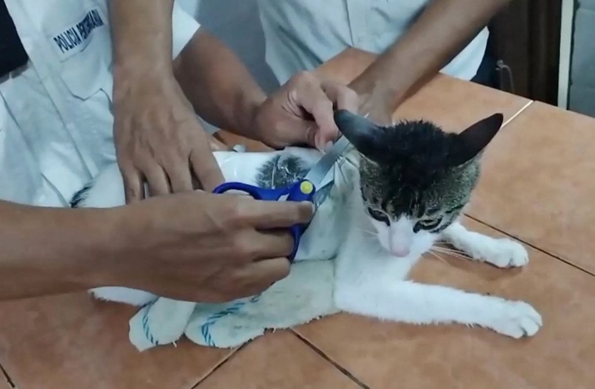 Foto: Handout / Costa Rica's Ministry of Peace and Justice / AFP. Foto: Handout / Costa Rica's Ministry of Peace and Justice / AFP.