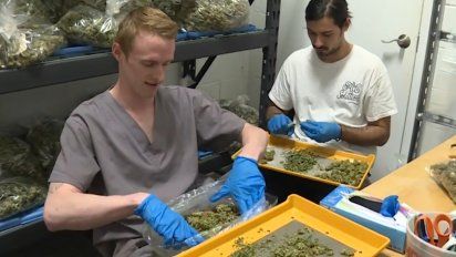 demanda por marihuana oficial sigue superando la oferta y se vende en pocas horas