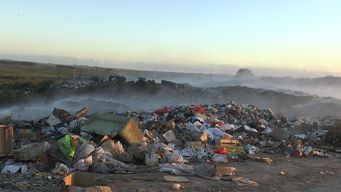 denuncian que hay mas de 250 perros abandonados en el vertedero de melo y provocan danos a productores