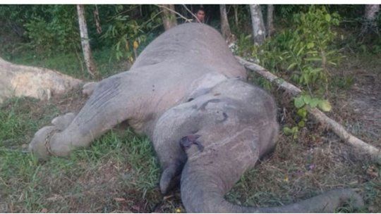 elefante muerto indonesia