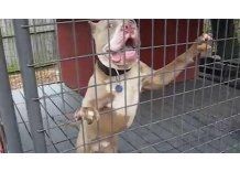 Academia de Veterinaria busca reducir cantidad de rottweiler, pitbull y fila