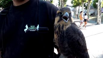 Los halcones comenzaron a usarse en la plaza principal de San José.