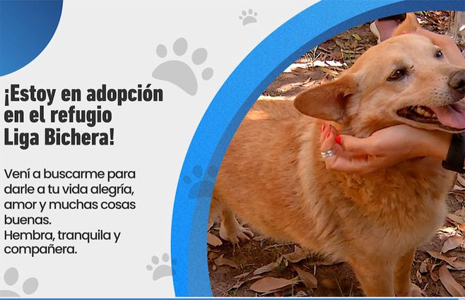 perrita-en-adopcion.jpg