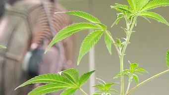 policia investiga si existe laboratorio clandestino de hachis tras incautar miles de plantines de marihuana