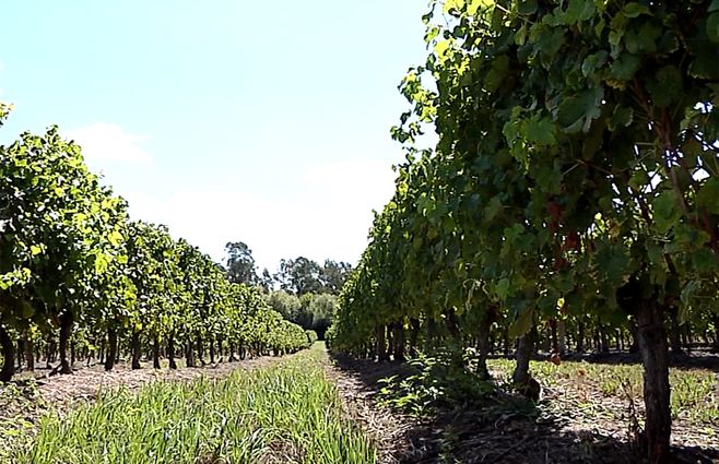 viñedo-archivo.jpg