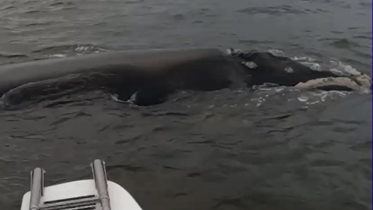 La reacción de dos pescadores que tuvieron a una ballena a escasos metros de su embarcación: 