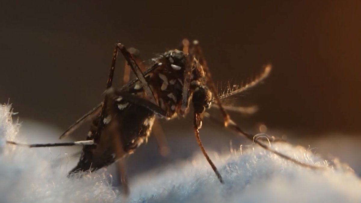 MSP emitió recomendaciones a viajeros que regresan a Uruguay para prevenir contagios por dengue