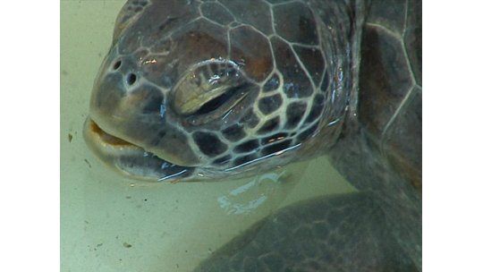 Tortugas marinas con hipotermia en costas uruguayas